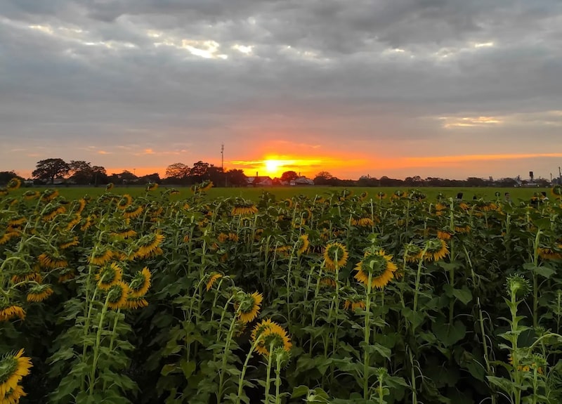 Girasoles en Turén, Portuguesa - Venezuela / Foto José Altuve Girasoles en Turén, Portuguesa - Venezuela / Foto José Altuve