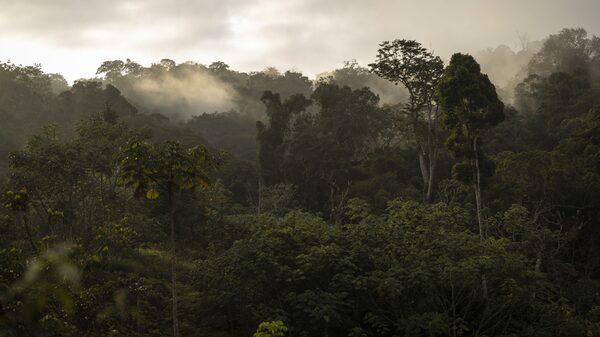 Reino Unido está tomando medidas contra las falsas compensaciones de carbono Reino Unido está tomando medidas contra las falsas compensaciones de carbono