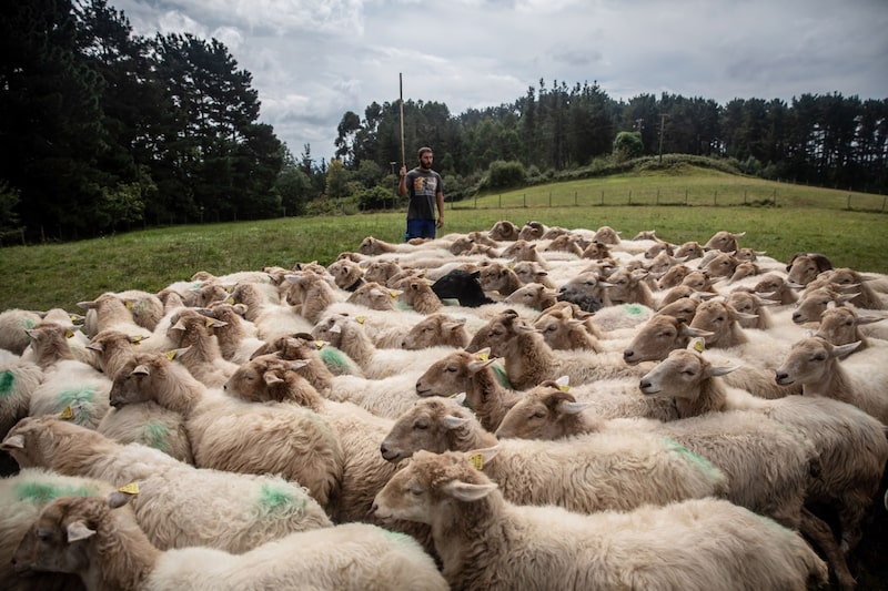 Julen las ovejas que pastan al aire libre en Errigoiti, Bizkaia, junto a su perro. Fotógrafo: Ángel García/Bloomberg Julen las ovejas que pastan al aire libre en Errigoiti, Bizkaia, junto a su perro. Fotógrafo: Ángel García/Bloomberg