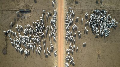 Brasil suspende exportações de carne bovina à China após caso de “vaca louca” Brasil suspende exportações de carne bovina à China após caso de “vaca louca”