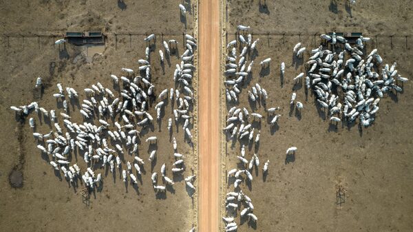 Brasil suspende exportações de carne bovina à China após caso de “vaca louca” Brasil suspende exportações de carne bovina à China após caso de “vaca louca”