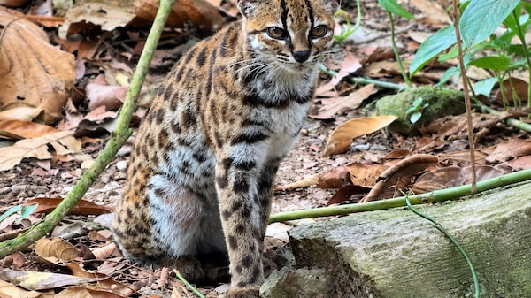 Video: este es el tilcayo, el primer felino salvaje descubierto en más de un siglo en Bolivia Video: este es el tilcayo, el primer felino salvaje descubierto en más de un siglo en Bolivia