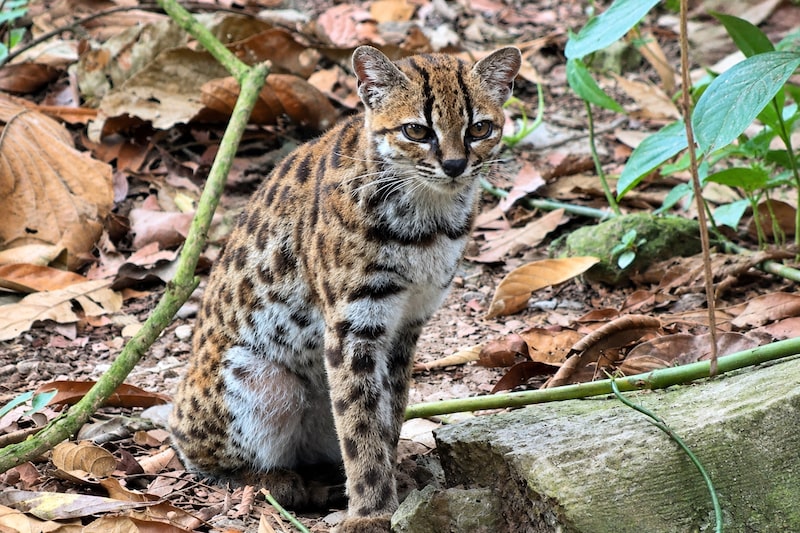 Video: este es el tilcayo, el primer felino salvaje descubierto en más de 100 años en Bolivia Video: este es el tilcayo, el primer felino salvaje descubierto en más de 100 años en Bolivia