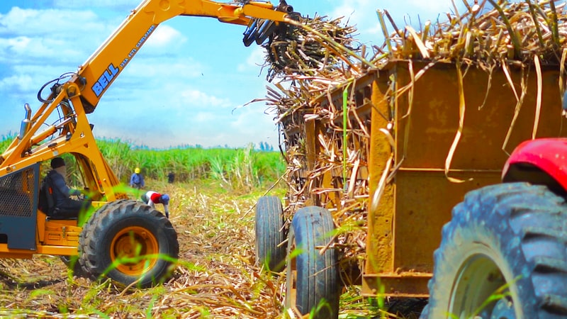 Según la FAO producir suficientes alimentos es clave para reducir el hambre. Según la FAO producir suficientes alimentos es clave para reducir el hambre.