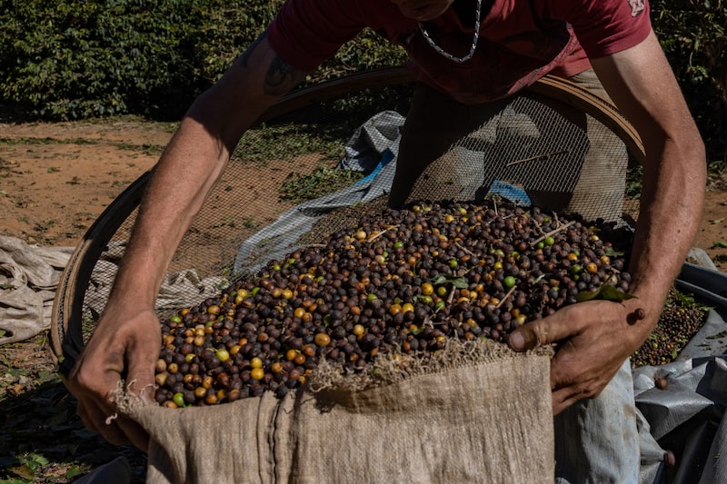 Un trabajador empaca cerezas de café durante la cosecha en Jacutinga, estado de Minas Gerais, Brasil. Un trabajador empaca cerezas de café durante la cosecha en Jacutinga, estado de Minas Gerais, Brasil.