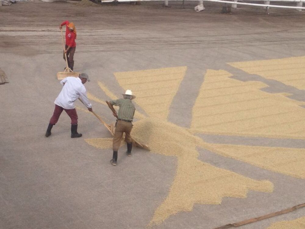 secan granos de café, gracias a sus procesos y buenas prácticas logran un café de alta calidad. secan granos de café, gracias a sus procesos y buenas prácticas logran un café de alta calidad.