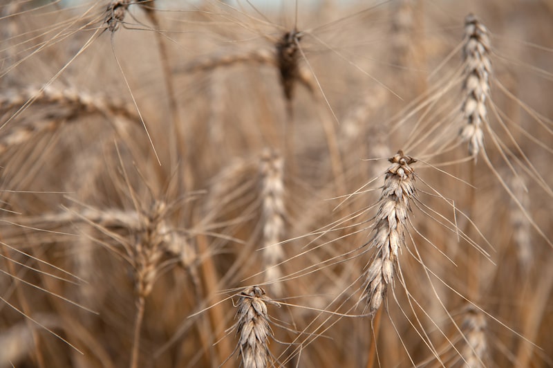 Wheat Prices Fall To Lowest Since April Amid Ample Global Supply Wheat Prices Fall To Lowest Since April Amid Ample Global Supply