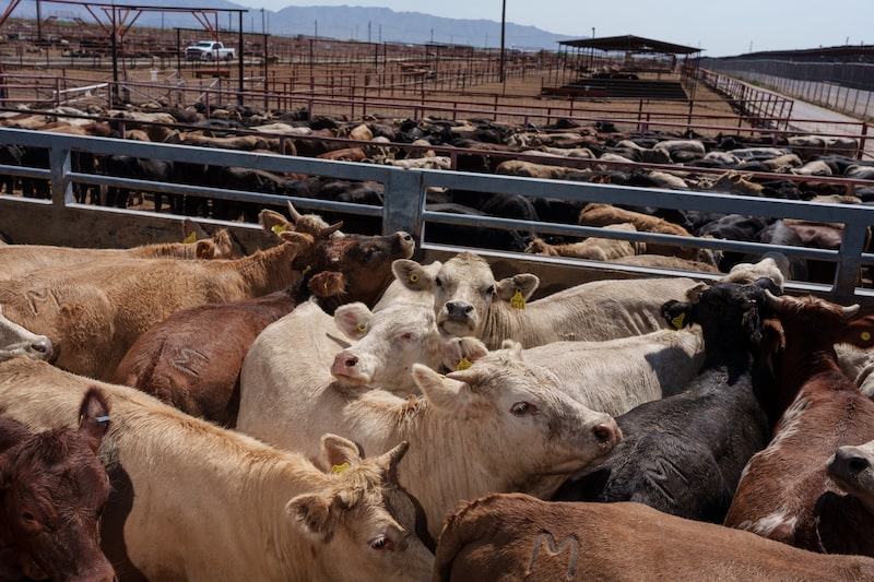 Wesley Batista Filho disse que a JBS ainda não colheu os frutos dos esforços para integrar diferentes negócios nos EUA e buscar sinergias (Foto: Paul Ratje/Bloomberg) Wesley Batista Filho disse que a JBS ainda não colheu os frutos dos esforços para integrar diferentes negócios nos EUA e buscar sinergias (Foto: Paul Ratje/Bloomberg)