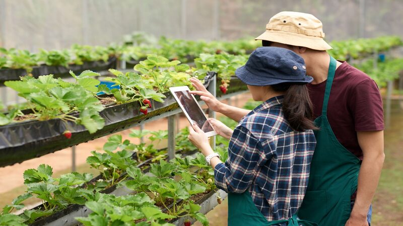 Ambiente descentralizado da blockchain abre espaço para maior controle da produção e mais interação com consumidor final Ambiente descentralizado da blockchain abre espaço para maior controle da produção e mais interação com consumidor final