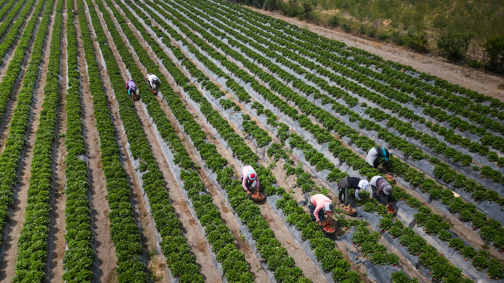 Perú busca atraer inversiones por US$24.000 millones para impulsar el sector agroindustrial Perú busca atraer inversiones por US$24.000 millones para impulsar el sector agroindustrial