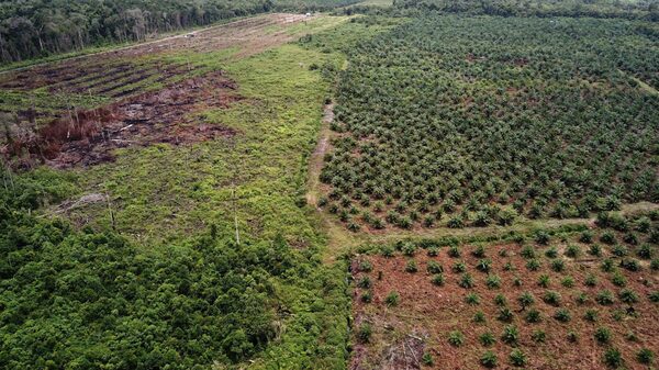UE cierra un acuerdo “innovador” para frenar la deforestación UE cierra un acuerdo “innovador” para frenar la deforestación