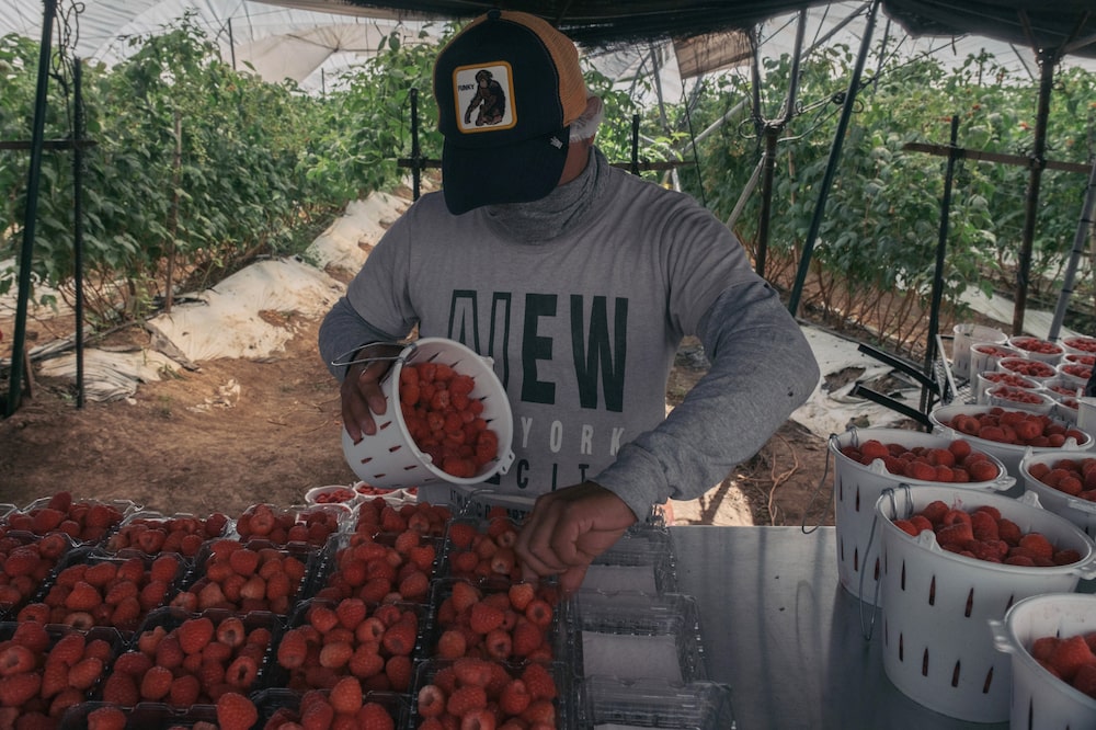A worker sort raspberries during a harvest at the Green Gold Farms' facility in Ciudad Guzman, Jalisco state, Mexico, on Saturday, Feb. 25, 2023. The guild of agricultural journalists and communicators (AMEXMA) in Mexico hosted a 4-day press tour of farms and agri-food facilities in the Jalisco region to give a first-hand perspective on Mexican agriculture and agri-food facilities. Photographer: Jeoffrey Guillemard/Bloomberg A worker sort raspberries during a harvest at the Green Gold Farms' facility in Ciudad Guzman, Jalisco state, Mexico, on Saturday, Feb. 25, 2023. The guild of agricultural journalists and communicators (AMEXMA) in Mexico hosted a 4-day press tour of farms and agri-food facilities in the Jalisco region to give a first-hand perspective on Mexican agriculture and agri-food facilities. Photographer: Jeoffrey Guillemard/Bloomberg