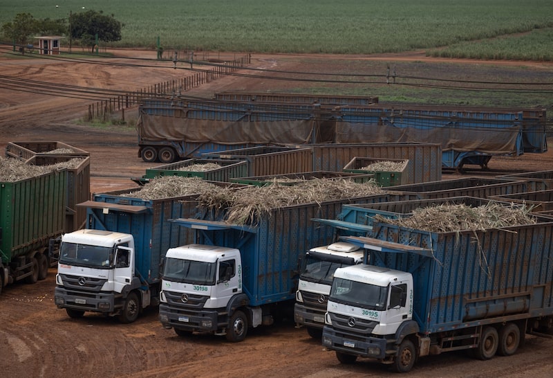 Camiones cargados de caña de azúcar esperan a ser procesados en una planta azucarera en Itapetininga, estado de São Paulo. Fotógrafo: Jonne Roriz/Bloomberg Camiones cargados de caña de azúcar esperan a ser procesados en una planta azucarera en Itapetininga, estado de São Paulo. Fotógrafo: Jonne Roriz/Bloomberg
