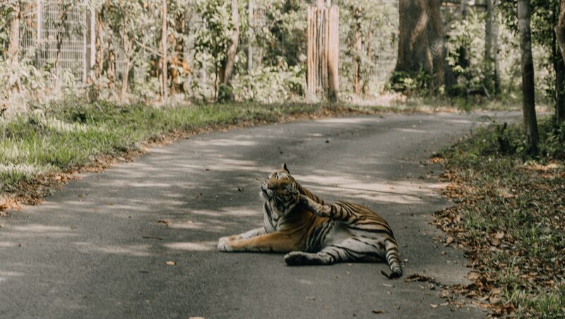 Hedge fund managers known as Tiger Cubs made billions riding tech stocks to dizzying heights. Hedge fund managers known as Tiger Cubs made billions riding tech stocks to dizzying heights.