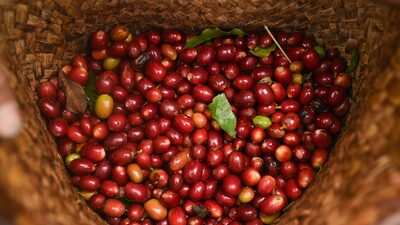 Las abundantes cosechas aliviarán precios del cacao y del café en 2026, según Rabobank Las abundantes cosechas aliviarán precios del cacao y del café en 2026, según Rabobank