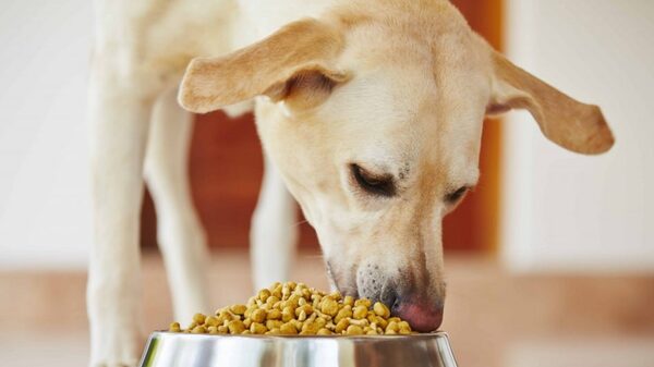 ¿Le daría a su perro una alimentación basada en plantas? ¿Le daría a su perro una alimentación basada en plantas?
