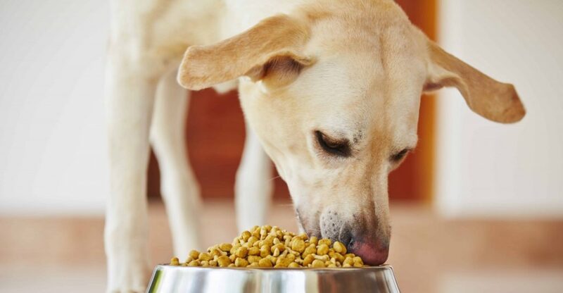 El alimento para perro también está atado a los precios internacionales El alimento para perro también está atado a los precios internacionales