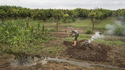 Empresas brasileiras se aproximam de acordo para cultivar 800 mil hectares em Angola Empresas brasileiras se aproximam de acordo para cultivar 800 mil hectares em Angola