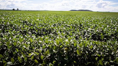 Indigo recorre a estratégia e CEO do Brasil para expandir biológicos na Europa Indigo recorre a estratégia e CEO do Brasil para expandir biológicos na Europa