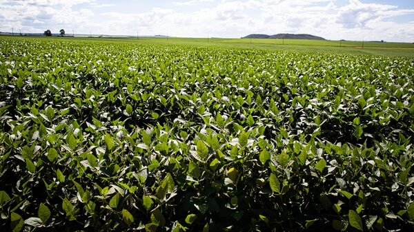 Exportaciones argentinas suben impulsadas por alza de precios de soja y maíz Exportaciones argentinas suben impulsadas por alza de precios de soja y maíz