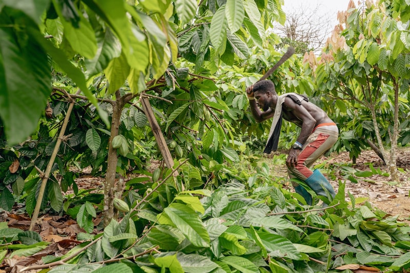 Um trabalhador rural poda árvores em uma plantação de cacau de quatro anos, replantada após a doença do inchaço do broto, em Enchi, Gana, no dia 4 de março. (Foto: Evgeny Maloletka/Bloomberg) Um trabalhador rural poda árvores em uma plantação de cacau de quatro anos, replantada após a doença do inchaço do broto, em Enchi, Gana, no dia 4 de março. (Foto: Evgeny Maloletka/Bloomberg)