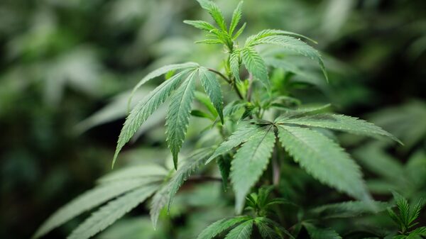 Las barreras de las empresas de cannabis para aprovechar las licencias en Colombia Las barreras de las empresas de cannabis para aprovechar las licencias en Colombia