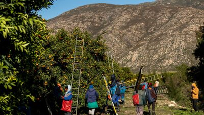 Segundo maior exportador de cítricos acelera envios aos EUA antes de tarifas Segundo maior exportador de cítricos acelera envios aos EUA antes de tarifas