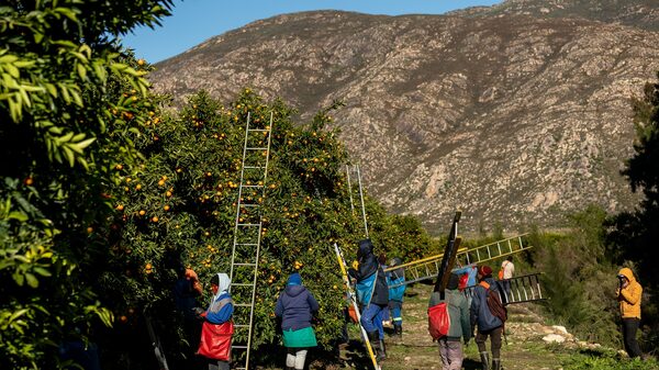 Segundo maior exportador de cítricos acelera envios aos EUA antes de tarifas Segundo maior exportador de cítricos acelera envios aos EUA antes de tarifas