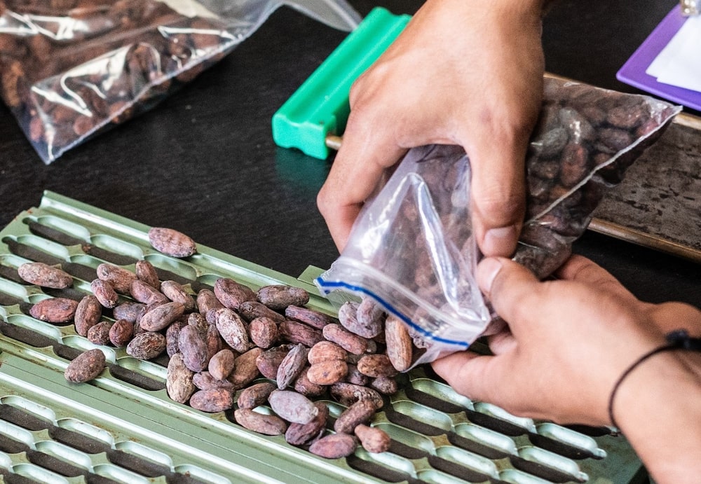 Equipo de la colombiana Cacao Hunters evalúa granos de cacao. Equipo de la colombiana Cacao Hunters evalúa granos de cacao.