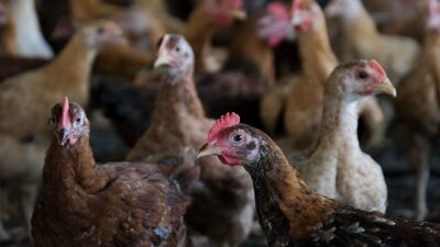 Frango de nova geração ganha espaço de olho em demanda por bem-estar animal Frango de nova geração ganha espaço de olho em demanda por bem-estar animal