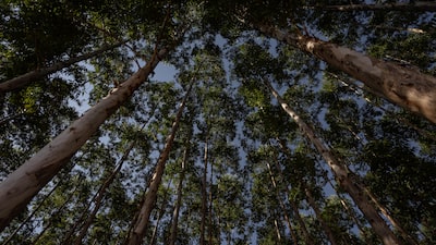 La chilena CMPC enfrenta dilema por planta de US$4.600 millones en Brasil y su grado de inversión La chilena CMPC enfrenta dilema por planta de US$4.600 millones en Brasil y su grado de inversión