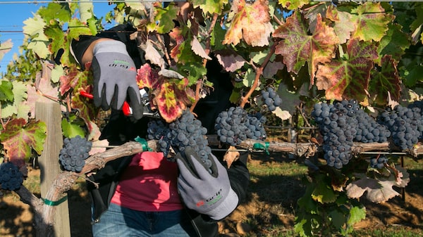 Más de 4,000 mujeres fortalecen la agricultura en Panamá Más de 4,000 mujeres fortalecen la agricultura en Panamá