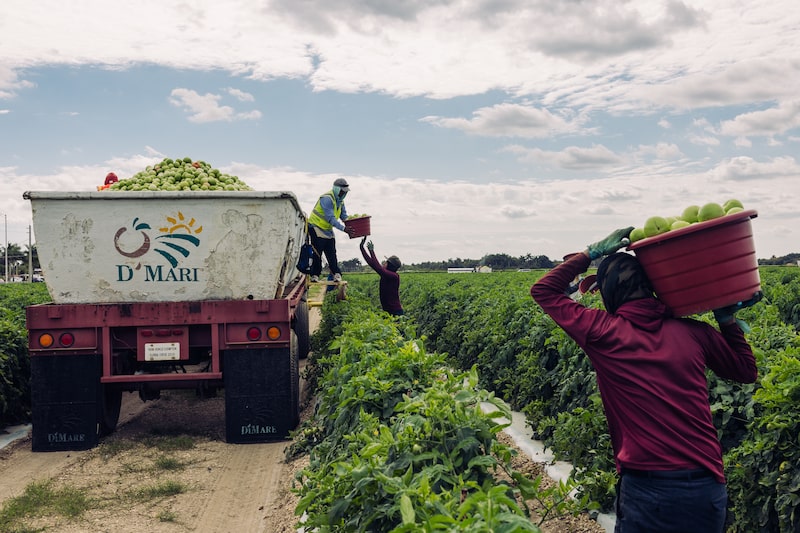 Cosecha de tomates Cosecha de tomates