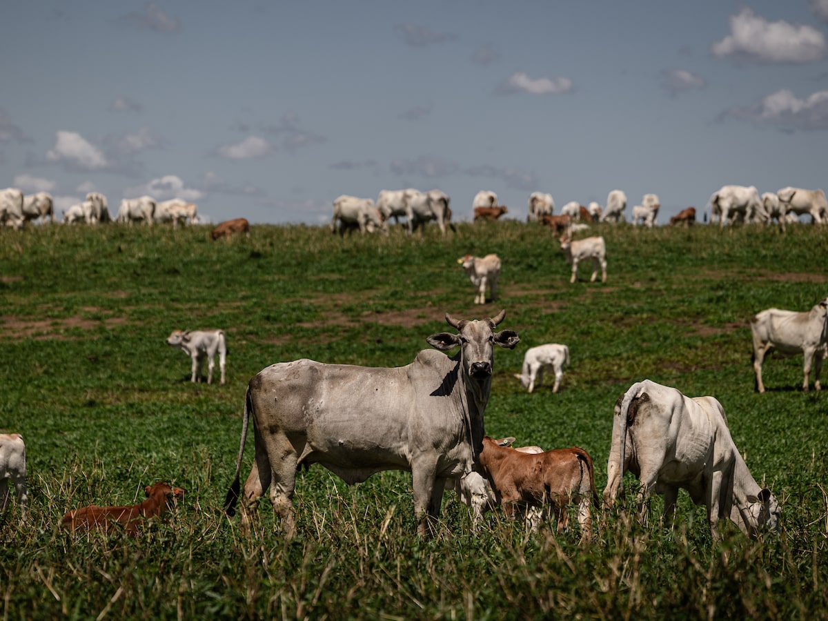 Impacto de restricciones chinas en exportación de carne brasileña