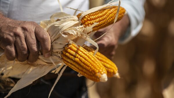 El Niño na África prejudica safra e impulsiona a busca por milho do Brasil  El Niño na África prejudica safra e impulsiona a busca por milho do Brasil