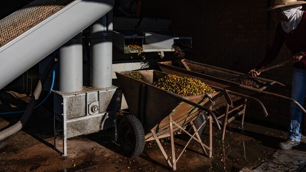 Negociações paralisadas: torrefadores dos EUA evitam café do Brasil após tarifas Negociações paralisadas: torrefadores dos EUA evitam café do Brasil após tarifas