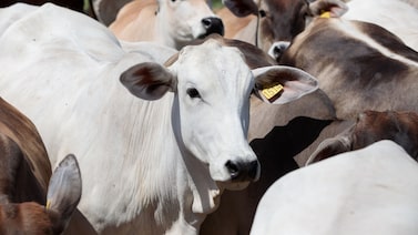 JBS faz parada temporária em duas plantas em MT devido ao custo alto do gado JBS faz parada temporária em duas plantas em MT devido ao custo alto do gado