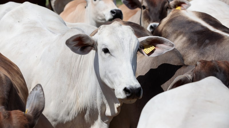 JBS faz parada temporária em duas plantas em MT devido ao custo alto do gado JBS faz parada temporária em duas plantas em MT devido ao custo alto do gado