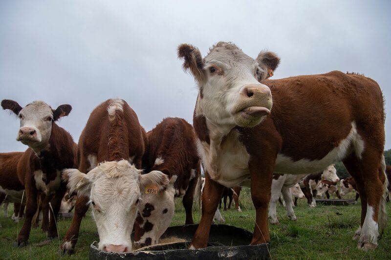 Muitos investidores que pensavam ter comprado vacas descobriram que possuem poucos ou nenhum animal em seu nome. Muitos investidores que pensavam ter comprado vacas descobriram que possuem poucos ou nenhum animal em seu nome.