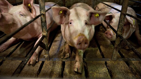 Los grandes productores de cerdo no pueden renunciar a las jaulas de gestación Los grandes productores de cerdo no pueden renunciar a las jaulas de gestación