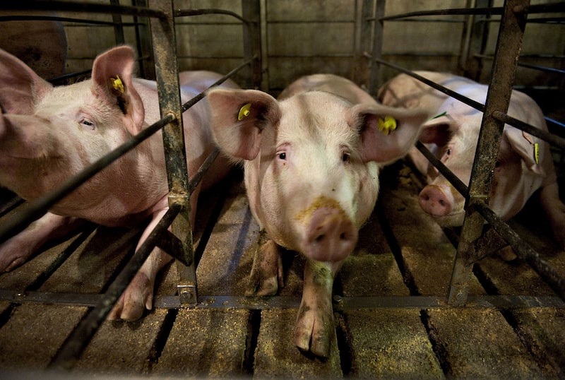 Cerdas hembras en los corrales de un establo de gestación en una granja de Strawn, Illinois, en 2012. Fotógrafo: Daniel Acker/Bloomberg Cerdas hembras en los corrales de un establo de gestación en una granja de Strawn, Illinois, en 2012. Fotógrafo: Daniel Acker/Bloomberg