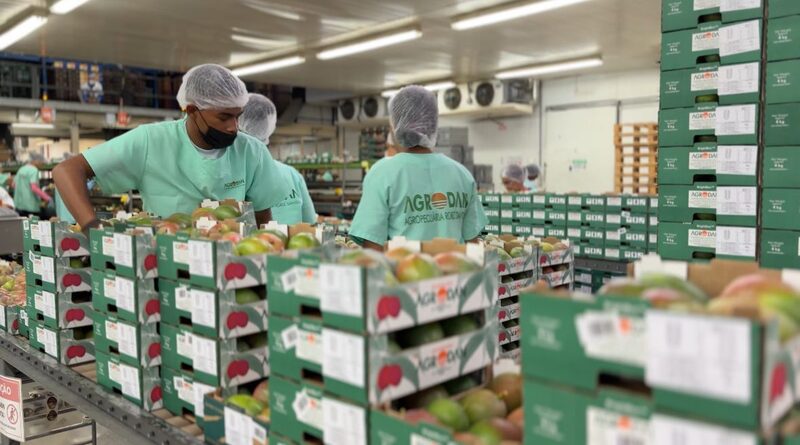 Preparo mangas da Agrodan Preparo mangas da Agrodan