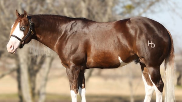 Este é o Gênesis 66, garanhão que teve 50% arrematado em leilão por R$ 80 milhões Este é o Gênesis 66, garanhão que teve 50% arrematado em leilão por R$ 80 milhões