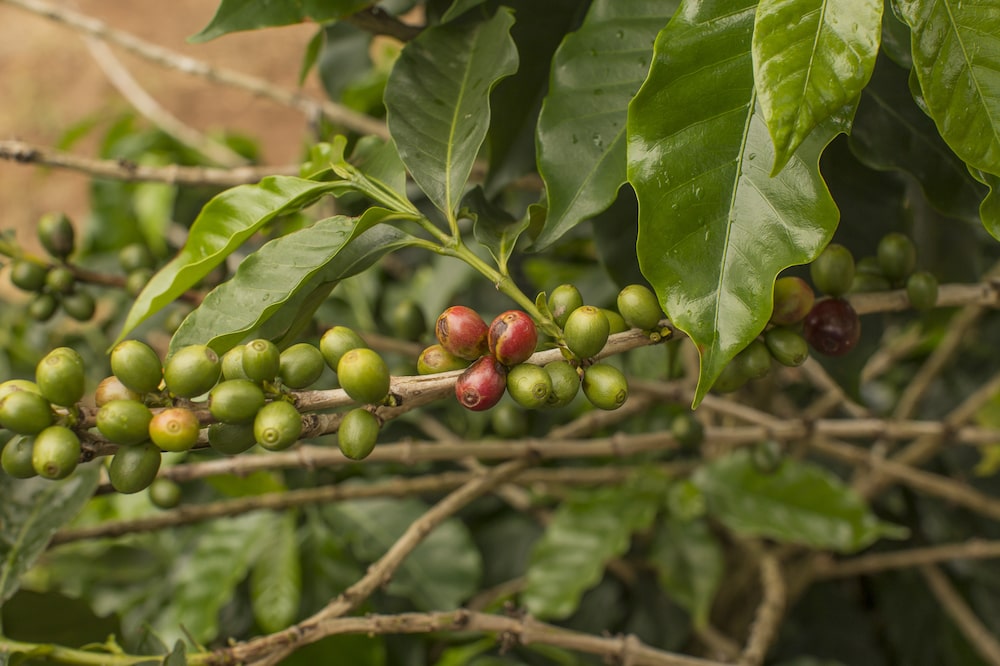 Se observan cerezas de café arábica en una planta en una plantación en Brasil. Fotógrafo: Rodrigo Capote/Bloomberg. Se observan cerezas de café arábica en una planta en una plantación en Brasil. Fotógrafo: Rodrigo Capote/Bloomberg.