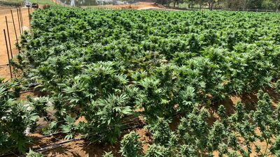 Colombia exportó por primera vez en la historia flor seca de cannabis Colombia exportó por primera vez en la historia flor seca de cannabis