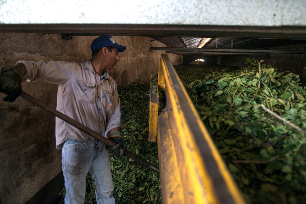 Este viernes el Gobierno debe definir el precio del kilo de hoja verde y de la yerba mate canchada Este viernes el Gobierno debe definir el precio del kilo de hoja verde y de la yerba mate canchada