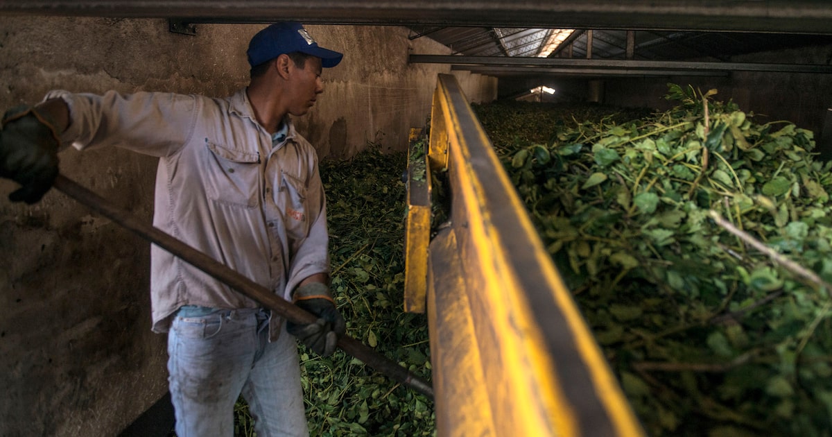 Crisis en la yerba mate: la migración laboral hacia Brasil amenaza la cosecha en Misiones