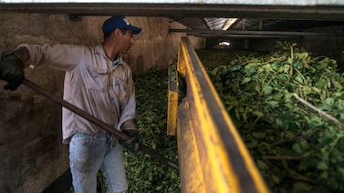 Êxodo de trabalhadores para o Brasil pressiona produtores de erva-mate da Argentina Êxodo de trabalhadores para o Brasil pressiona produtores de erva-mate da Argentina