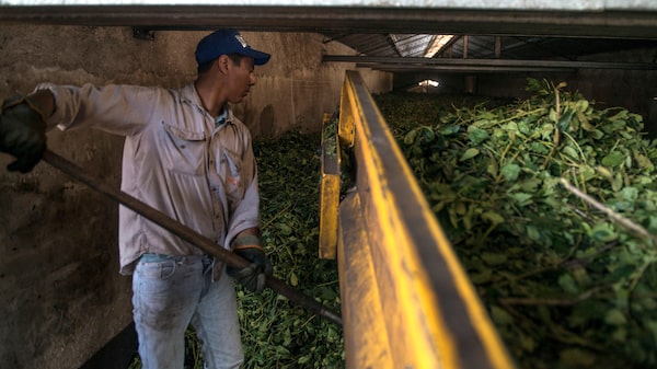 Êxodo de trabalhadores para o Brasil pressiona produtores de erva-mate da Argentina Êxodo de trabalhadores para o Brasil pressiona produtores de erva-mate da Argentina