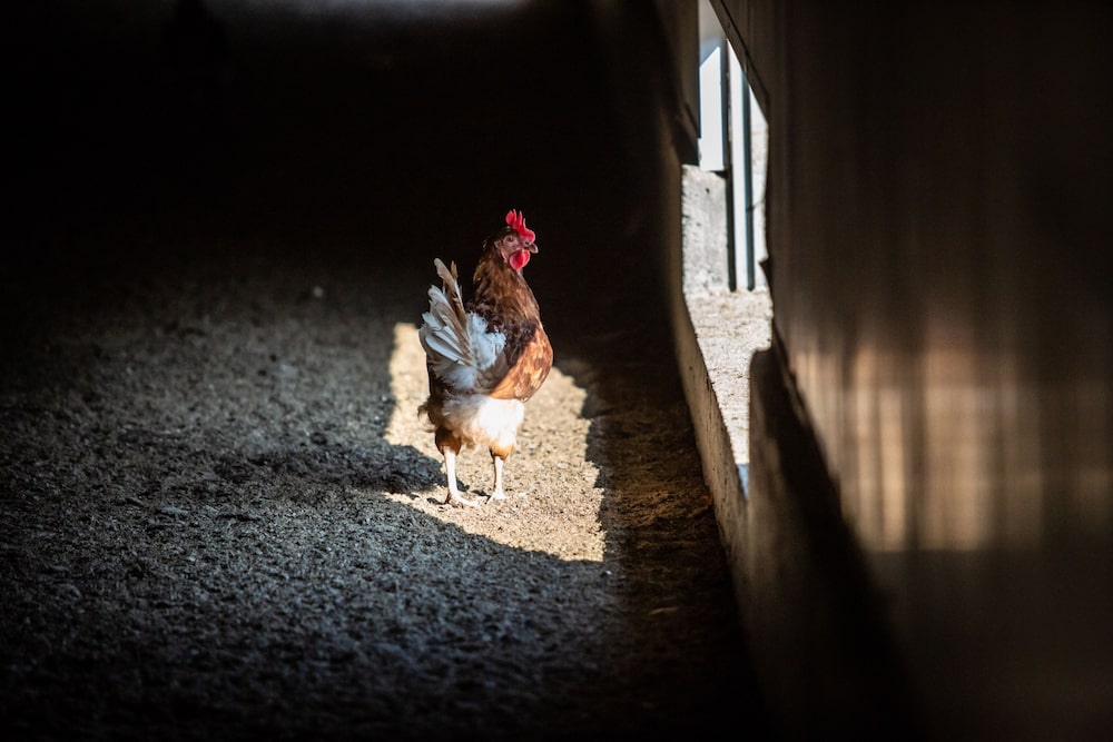 An avian influenza is sweeping across the Northern Hemisphere killed 37 million birds. An avian influenza is sweeping across the Northern Hemisphere killed 37 million birds.